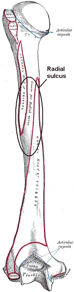 Spiral groove - sulcus radialis | Groove, Anatomy, Spiral