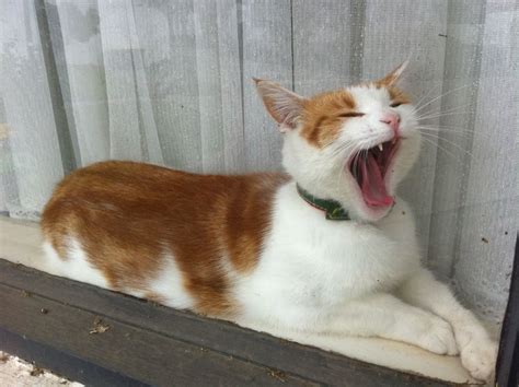 yawning cat | Sleepy cat, Cat life, Cats