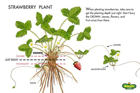 Growing Strawberries | Tips on Planting Strawberries – Bonnie Plants