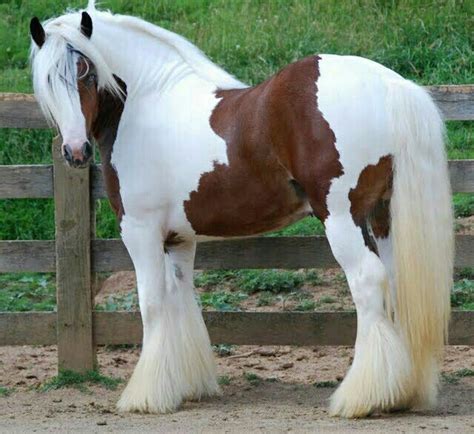 Gypsy Vanner stallion | Tristan | Horses | Horses, Gypsy horse, Horses ...