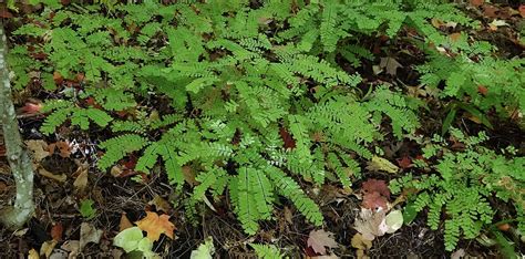 Adirondack Ferns