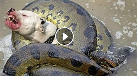 Giant Anaconda attacks Dog(snake) - Moviekomsan24h