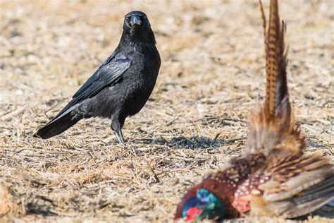 Crow feeding March 2017 (a) | Geoff Snowball | Flickr