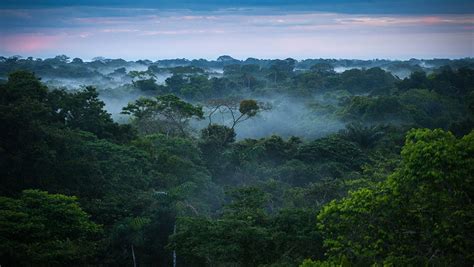 What Climate Is The Amazon Rainforest - Barbi Carlota