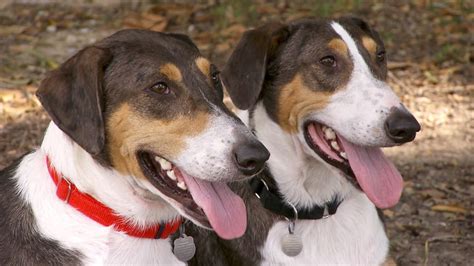 Meet the couple who cloned their dog – twice - TODAY.com