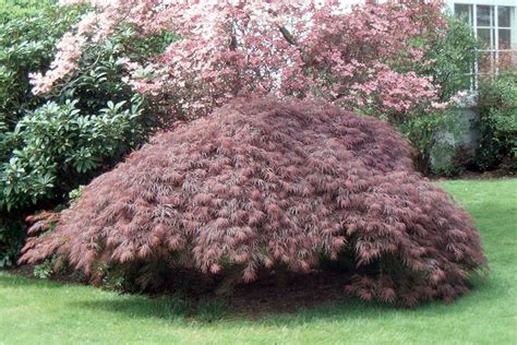 Acer palmatum var. dissectum atropurpureum | Landscape Plants | Oregon ...