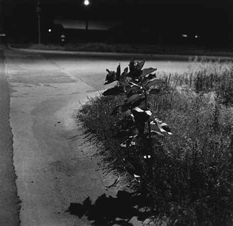 Robert Adams. Summer Nights, Walking - Matilde Soligno | Matilde Soligno