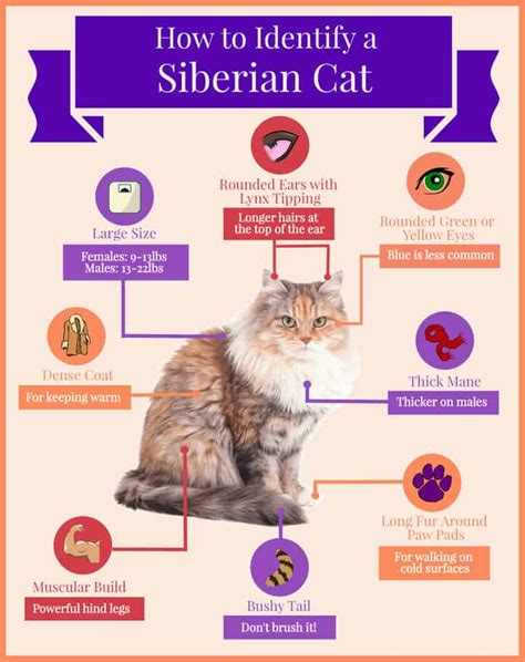 Your Siberian cat personality guide