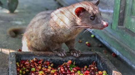 Civet coffee: the dark side of the world's most expensive coffee - Falstaff