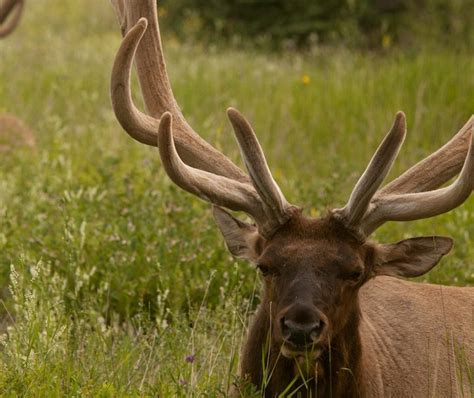 Jasper National Park Small Guided Tours