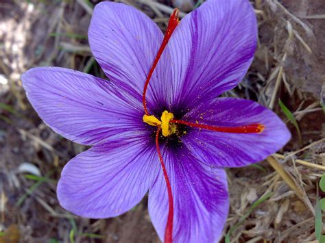 Crocus Flower Saffron | www.pixshark.com - Images Galleries With A Bite!