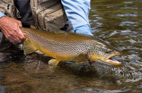 German Brown Trout – Sunfish Fish Farms