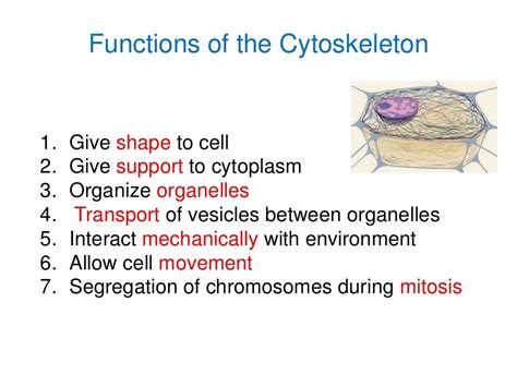 Biology of keratinocytes