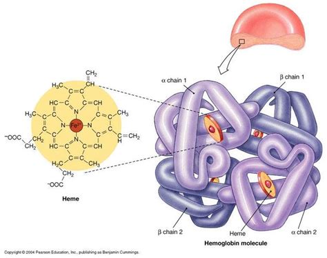 Structure of Hemoglobin | Bioquímica, Fisiología, Biologia molecular