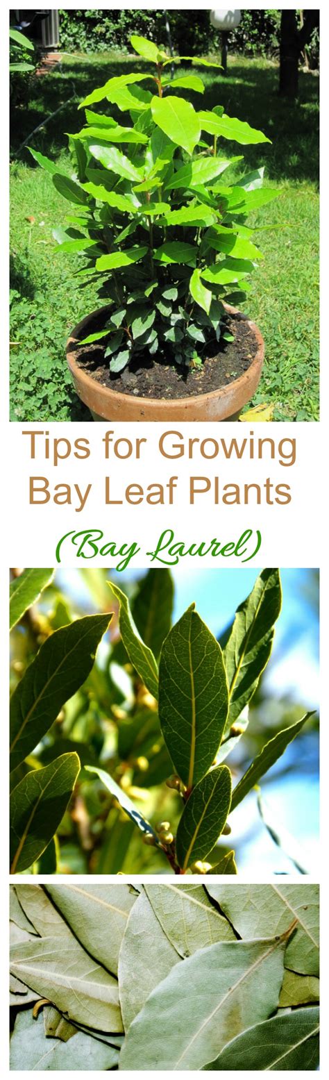 Bay Leaf Plants - How to Grow and Care for Bay Laurel