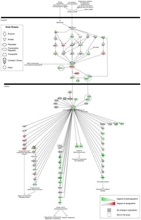 Genes are represented as nodes, biological relationships between two ...