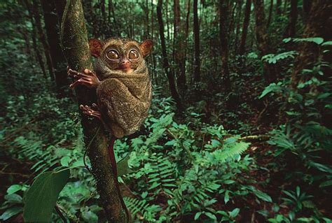 Tarsier | Description, Species, Habitat, & Facts | Britannica