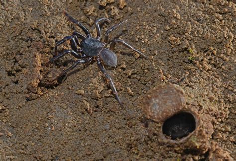 Trapdoor Spiders: African Origins of Australian Arachnids