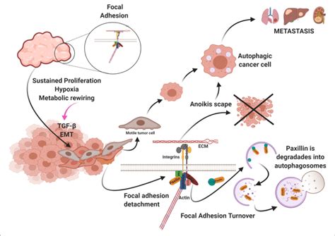 | Uncontrolled cell proliferation produces a high demand for oxygen and ...