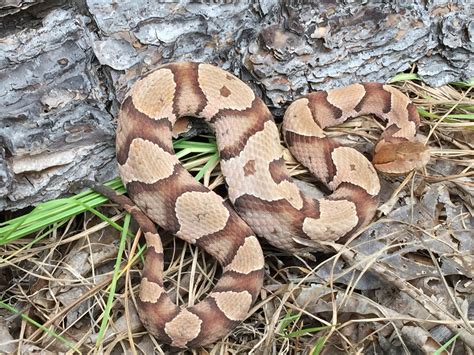 Copperhead (Common Snakes Identification Guide for the Houston Area ...