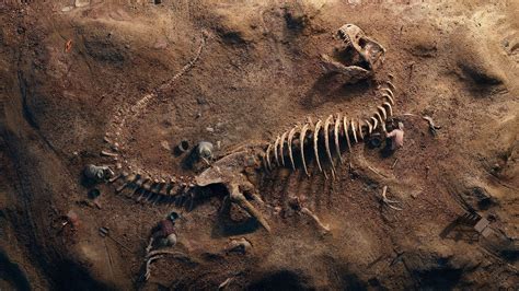 T-Rex Fossil.4k #8k #HD #past #Animal #1080P #wallpaper #hdwallpaper # ...