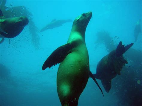 5 Marine Animals of the Kelp Forest - AquaViews