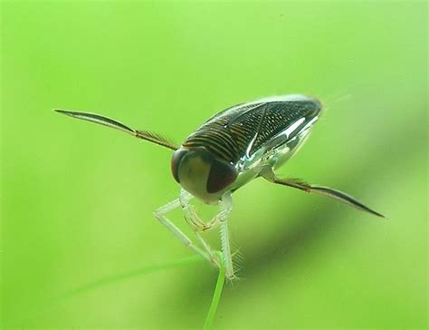 Un insecto acuático inspira el diseño de submarinos y robots