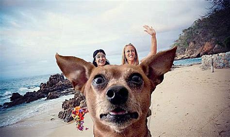 35 Silly Snapshots Of Ridiculous Beach Behavior | Beach humor, Animals ...