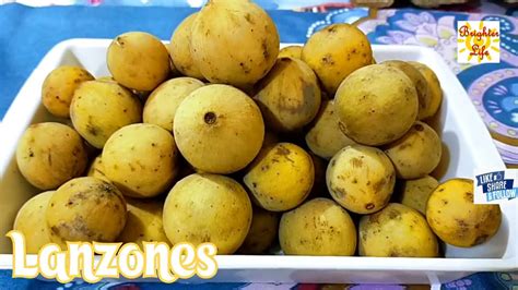 Lanzones, Irresistible fruit in season month of September, October and ...