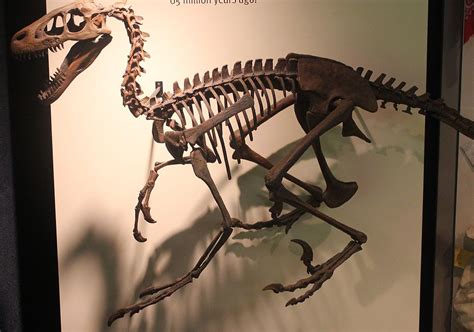 Dromaeosaurus | Extinct Animals