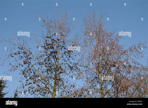 Black alder tree hi-res stock photography and images - Alamy