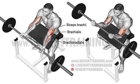 Barbell preacher curl exericse instructions and video | Weight Training ...