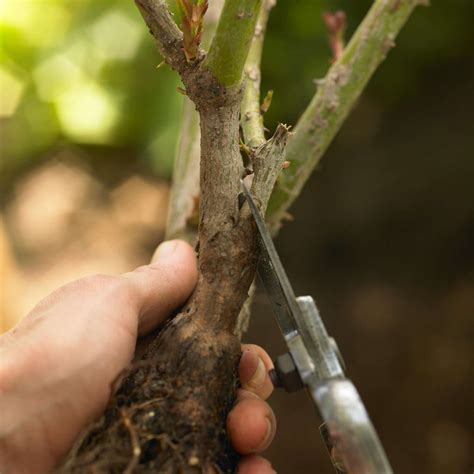 When to Trim Rose of Sharon Bush - Back Gardener