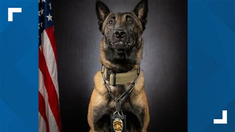 K9 Halo joins Kennesaw Police Department | 11alive.com