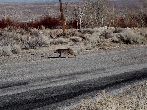 Sierra Nevada Wildlife : Photo Albums : SummitPost