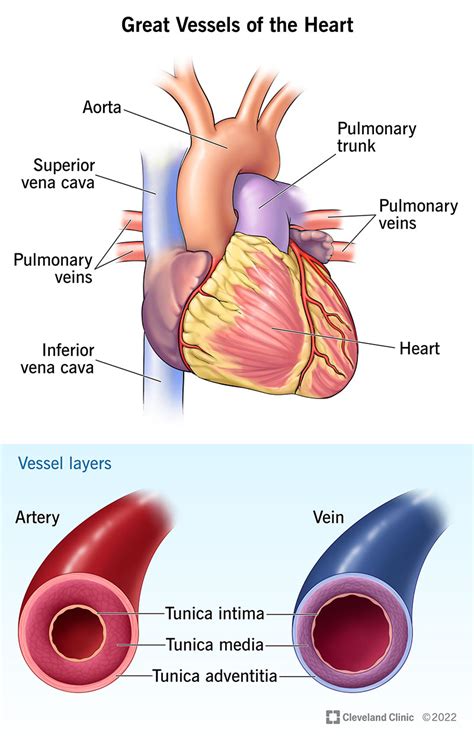 Great Vessels of the Heart: Anatomy & Function