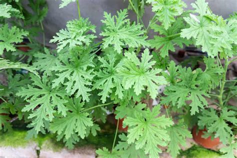 Citronella Plant: Come coltivare e utilizzare le piante di citronella ...