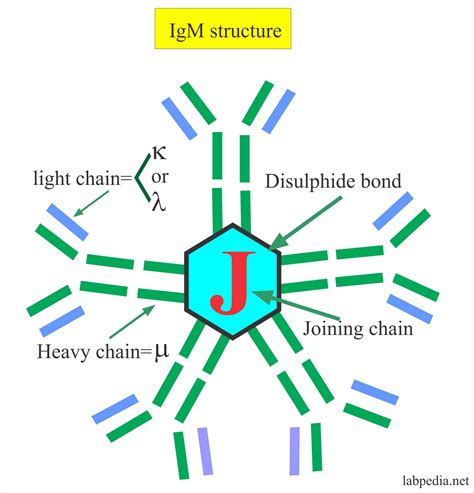 Immunoglobulin M (IgM) - Labpedia.net