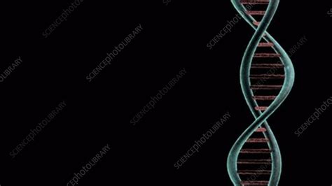 DNA molecule, animation - Stock Video Clip - K005/9997 - Science Photo ...