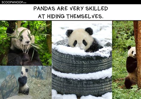 15 Memes That Show Pandas Are So Much More Chill Than Humans Ever Will ...