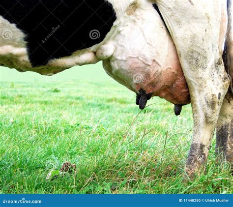 Cow With Udder Stock Photo - Image: 11440250