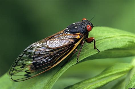 Table Talk: The Cicadas Are Coming | HuffPost