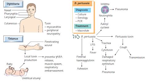 Tetanus Bacteria Life Cycle