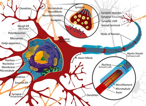 Nerve Cell Diagram Labeled - ClipArt Best