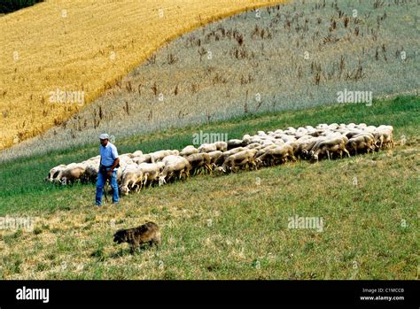 France Aveyron herd of Lacaune sheep which milk is exclusively used for ...