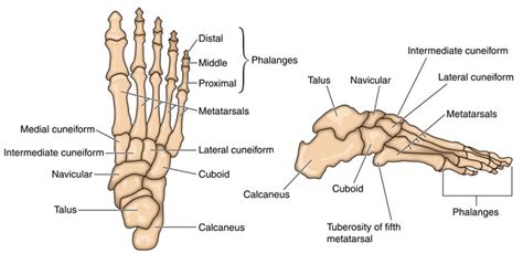 Tarsal Bone Diagram