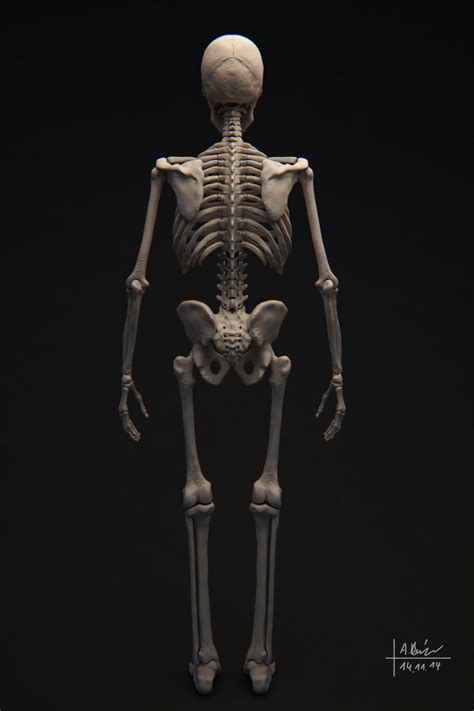 Human Skeleton 3D model | CGTrader