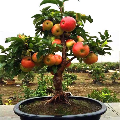 Dwarf Fruit Trees For Sale In Georgia | Fruit Trees