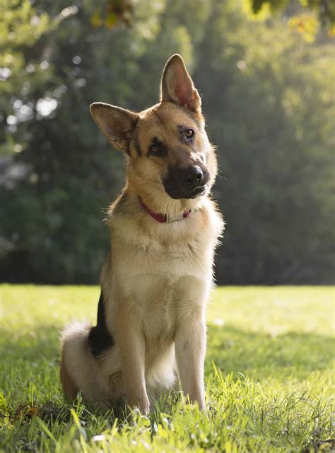 German Shepherd Training – Keeping Clever Dogs Entertained