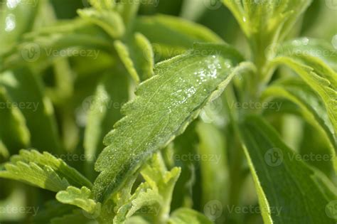 Stevia plant 1332210 Stock Photo at Vecteezy